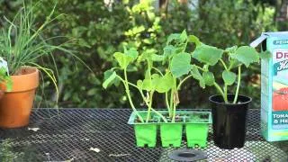 How to Grow Baby Cucumbers For Pickles : Garden Space