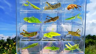 praying mantis meets leaf mantis and all kinds of grasshoppers gather here