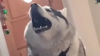 Awoooo