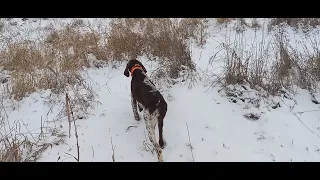 gsp on point at haymarsh hunt club pheasant hunting