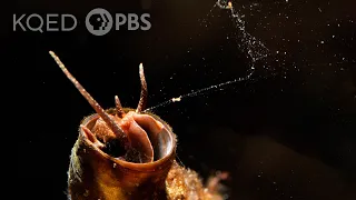 This Snail Goes Fishing With a Net Made of Slime | Deep Look