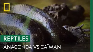 Anaconda vs caïman : qui aura le dessus ?