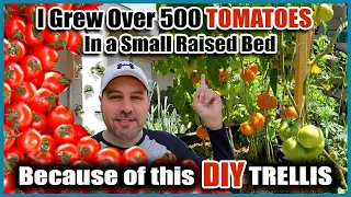 Grow Way More Tomatoes In Less Space! - Best Way to Trellis Tomatoes EVER!!!