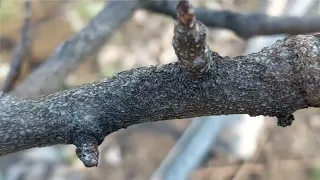 Descoperă SECRETUL din spatele ÎNEGRIRII ramurilor de păr! PSYLLA PYRI