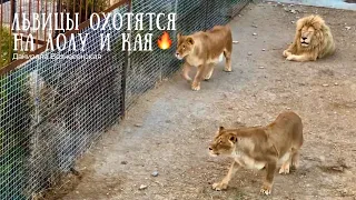 ❤️Львицы охотятся! ЛОЛА! КАЙ, ЧИП, ЧУК. з. Львы.Тайган. Safari park Taigan Crimea Russia