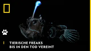 TIERISCHE FREAKS - Bis in den Tod vereint | National Geographic