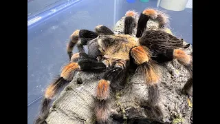 Brachypelma smithi, Mexican Red Knee  pairing and thoughts