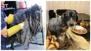 Dog is rescued after fur become so matted he could barely walk in Poland