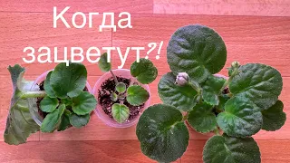 Когда зацветает фиалка? Сроки цветения.