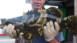 Panen Ikan Kerapu di Karamba Jaring Apung (KJA) Candikusuma, Jembrana, BALI