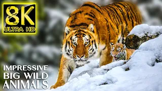 Impressive Big Wild Animals in 8K TV 60fps ULTRA HD | The Beauty of Animal Life with Relaxing Music
