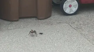Tarantula vs. Tarantula Hawk Wasp