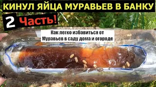 А ВОТ РЕЗУЛЬТАТ! Киньте яйца муравья в банку Как легко и быстро избавиться от муравьев на участке