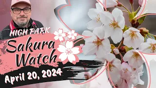 Sakura Watch April 20, 2024 - Ep 9 - Trees begin to reach 75% bloom in High Park!