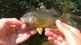 Multi Species CREEK Exploring