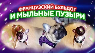 Французский бульдог и мыльные пузыри