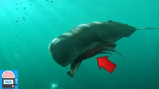 5 mysteriöse Tiefsee-Kreaturen - die auf Kamera aufgenommen wurden!