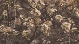 Health experts say D-FW's windy weather will worsen pollen counts, air quality this weekend