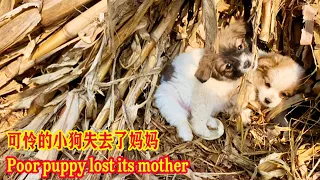 The mother dog didn't return for many days, and the poor puppy almost starved to death.