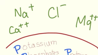 Intracellular vs. Extracellular Ion Prevalence mnemonic