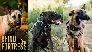 Rhino Fortress: Meet the anti-poaching dogs