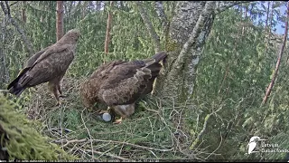 Laila lays an egg, Uldis sees the egg for the first time Mazais ērglis, ligzda bērzā LDF