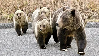 Wildlife Photography-Grizzly 399 & 4 Cubs Roadside Stills-Jackson Hole/Grand Teton Park/Yellowstone