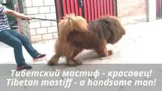 Тибетский мастиф. Tibetan mastiff