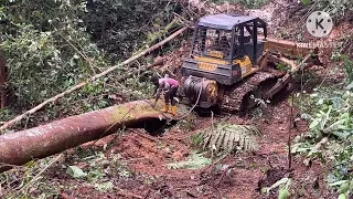 Amazing skills operator bulldozer and excavator pulling logs