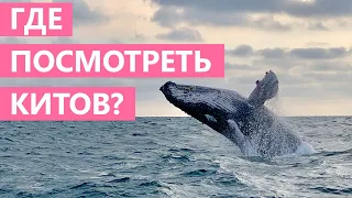 🐳ПРОГУЛКА С КИТАМИ. Что посмотреть в Эквадоре?