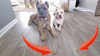 Huge Dogs Learning To NOT Touch Food
