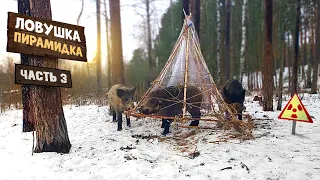 Поймал кабанов в ловушку В Чернобыльской зоне Часть -3