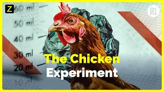 The Chicken Experiment