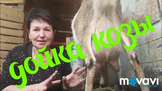 Дойка козы. Ну что будем доить козу? Конечно! Как надо правильно доить коз.