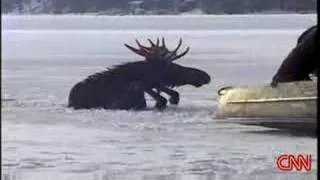 Moose rescued from Frozen Loon Lake Spokane Washington