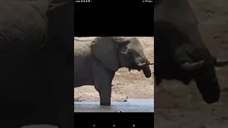 КРОКОДИЛ откусил ХОБОТ слонёнку