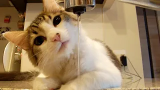 Cut Kitty Drinking Tap Water, A Cat Life in Japan,