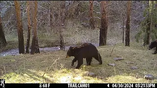 Mamma and Baby Bear Just Woke Up