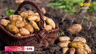Перемогла голод: Історія картоплі від Інків Південної Америки до королеви Франції Марії-Антуанетти
