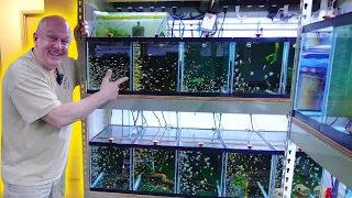 Master Breeder Reveals His Top Secret Aquariums [Tour]