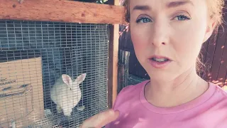 Unpredictable Rabbit Births : Bad Mama rabbit ate her babies