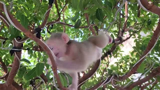 Baby Monkey SUGAR Loves Repainted Wall