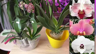 Новые орхидеи 🤗 ВОТ ЭТО КАЧЕСТВО!