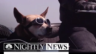 Dogs Riding In Motorcycle Sidecars Are Awesome | NBC Nightly News