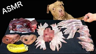 ASMR MUKBANG PITBULL EATING RAW FOODS Sheep brain Chicken head