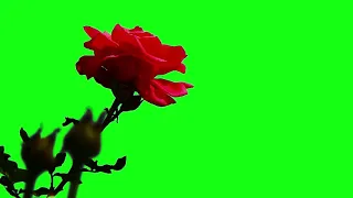 Red Rose Green Background