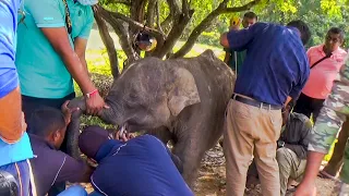 The injured baby elephant got separated from the pack and treated by wildlife officers