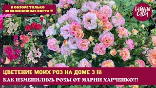 ТОЛЬКО ЭКСКЛЮЗИВ! МОИ РОЗЫ. ЦВЕТЕНИЕ РОЗ НА ДОМЕ 3. ОБЗОР САМЫХ КРАСИВЫХ И НЕОБЫЧНЫХ. РОЗЫ 2023.