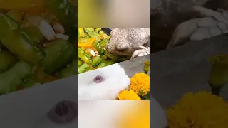 Rabbit & Tortoise Morning Food 😍 #viral #sulcatatortoise #turtle #animals #shortsfeed #Shortsvideo