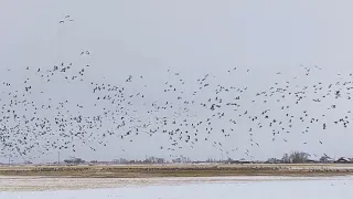 Sandhill Cranes in Monte Vista